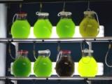 细菌| 叶绿素| 藻类培养